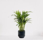 Areca in sierpot Jacky Donker Blauw – luchtzuiverende kamerplant – eenvoudig te onderhouden Goudpalm - 35-50cm - Ø13 – geleverd met plantenpot – vers uit de kwekerij