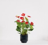 Anthurium Rood in sierpot Jacky Donker Blauw – bloeiende kamerplant – flamingoplant – 40-50cm - Ø13 – geleverd met plantenpot – vers uit de kwekerij