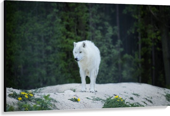 WallClassics - Canvas  - Witte Wolf op een Rots - 150x100 cm Foto op Canvas Schilderij (Wanddecoratie op Canvas)