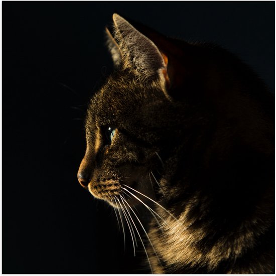 WallClassics - Poster Brillant - Chat dans la Nuit - 50x50 cm Photo sur Papier Poster avec Finition Brillante