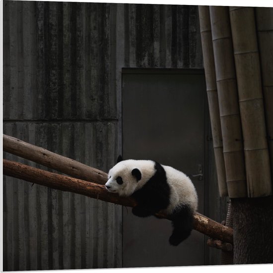 WallClassics - PVC Schuimplaat - Panda Slapend op een Boomstam - 80x80 cm Foto op PVC Schuimplaat (Met Ophangsysteem)