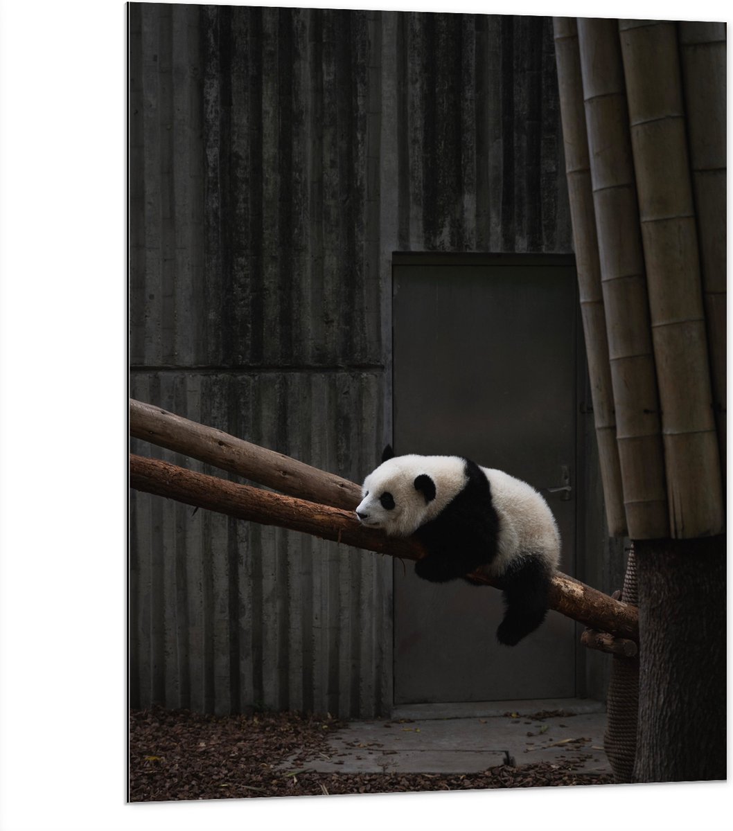 Dibond - Panda Slapend op een Boomstam - 75x100 cm Foto op Aluminium (Wanddecoratie van me