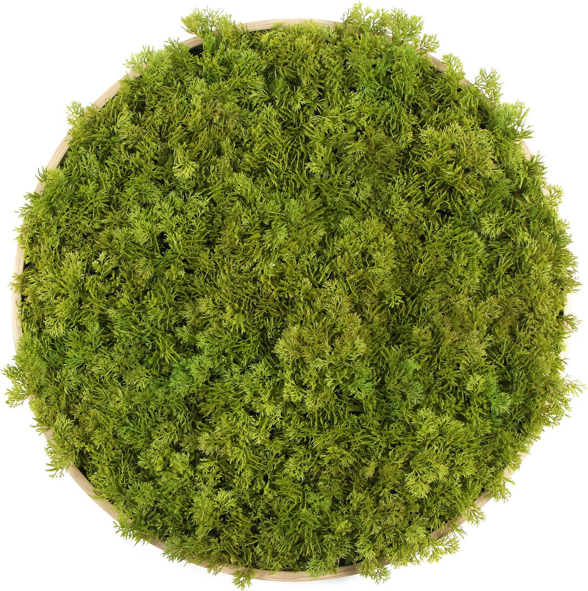 Kunstmos wanddecoratie – Moscirkel Lime Green – 75 cm – Aluminium frame houtlook – Binnen & buiten – Onderhoudsvrij