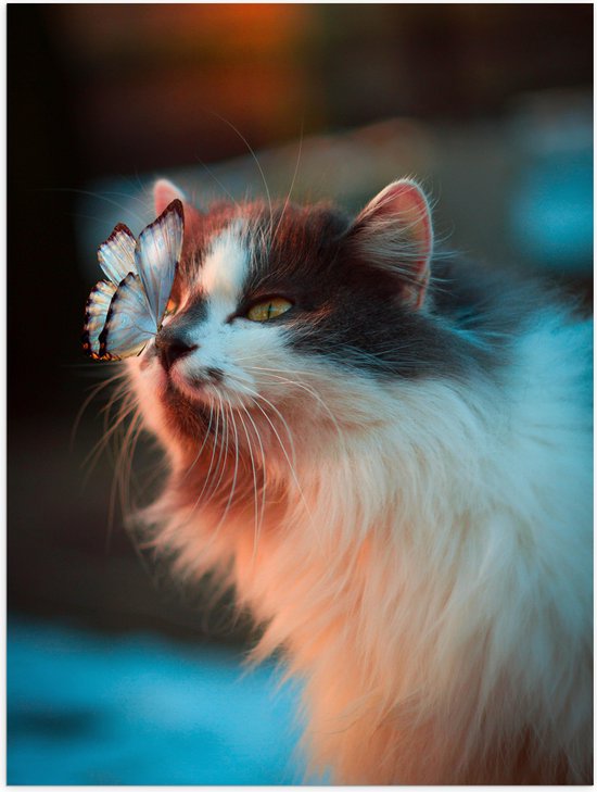 WallClassics - Poster (Matte) - Chat avec Papillon sur le Nez - 30x40 cm Photo sur Papier Poster avec un aspect Mat