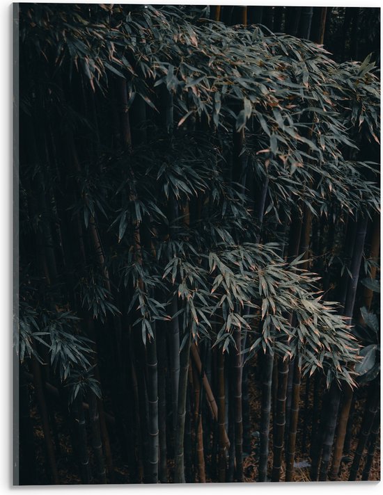 WallClassics - Acrylglas - Donkere Bamboe Bomen - 30x40 cm Foto op Acrylglas (Met Ophangsysteem)