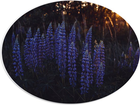 WallClassics - PVC Schuimplaat Ovaal - Blauwe Lupine Plant - 40x30 cm Foto op Ovaal  (Met Ophangsysteem)