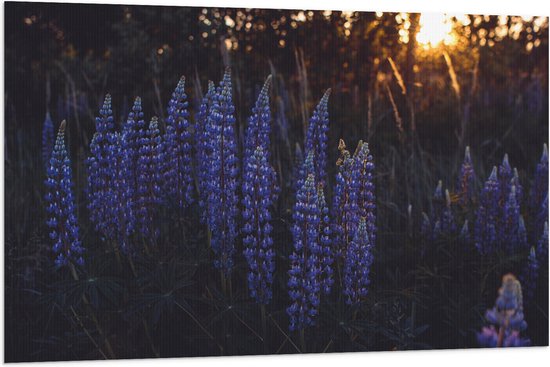 WallClassics - Vlag - Blauwe Lupine Plant - 120x80 cm Foto op Polyester Vlag