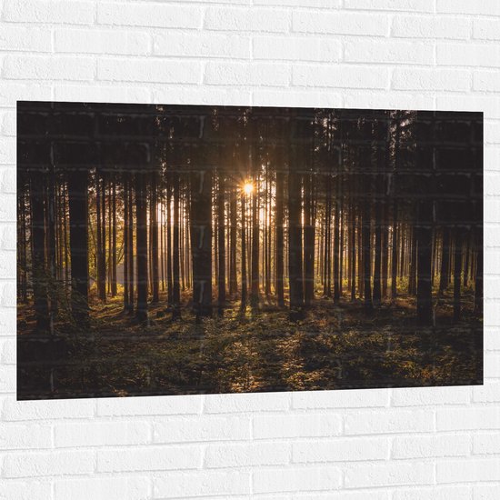 WallClassics - Muursticker - Ondergaande Zon tussen de Bomen - 120x80 cm Foto op Muursticker