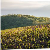 WallClassics - Panneau de mousse PVC - Paysage agricole en collines - Photo 80 x 80 cm sur panneau de mousse PVC