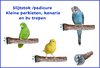 Bâton d'usure d'ongles / bâton de pédicure pour petites perruches, canaris et oiseaux tropicaux (béton)