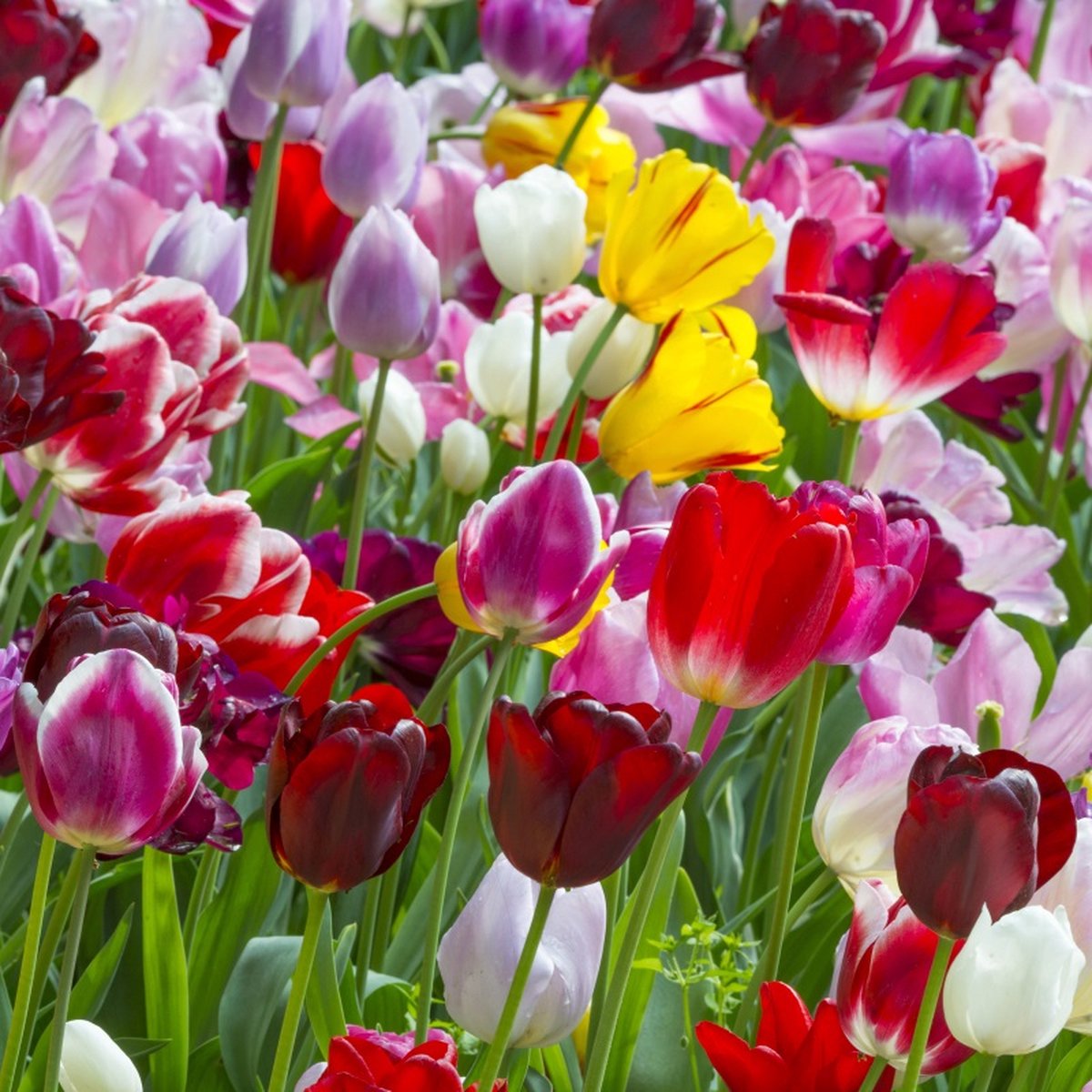 Tulp Triumph Mix | 10 stuks | Meerkleurig | Tulpenbollen