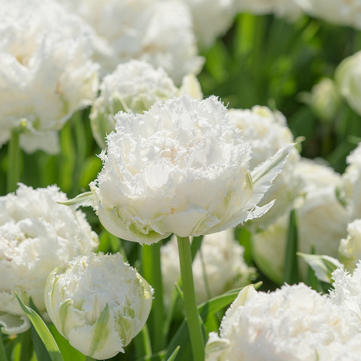 Tulp Snow Crystal® | 10 stuks | Dubbel laat | Gefranjerd | Wit