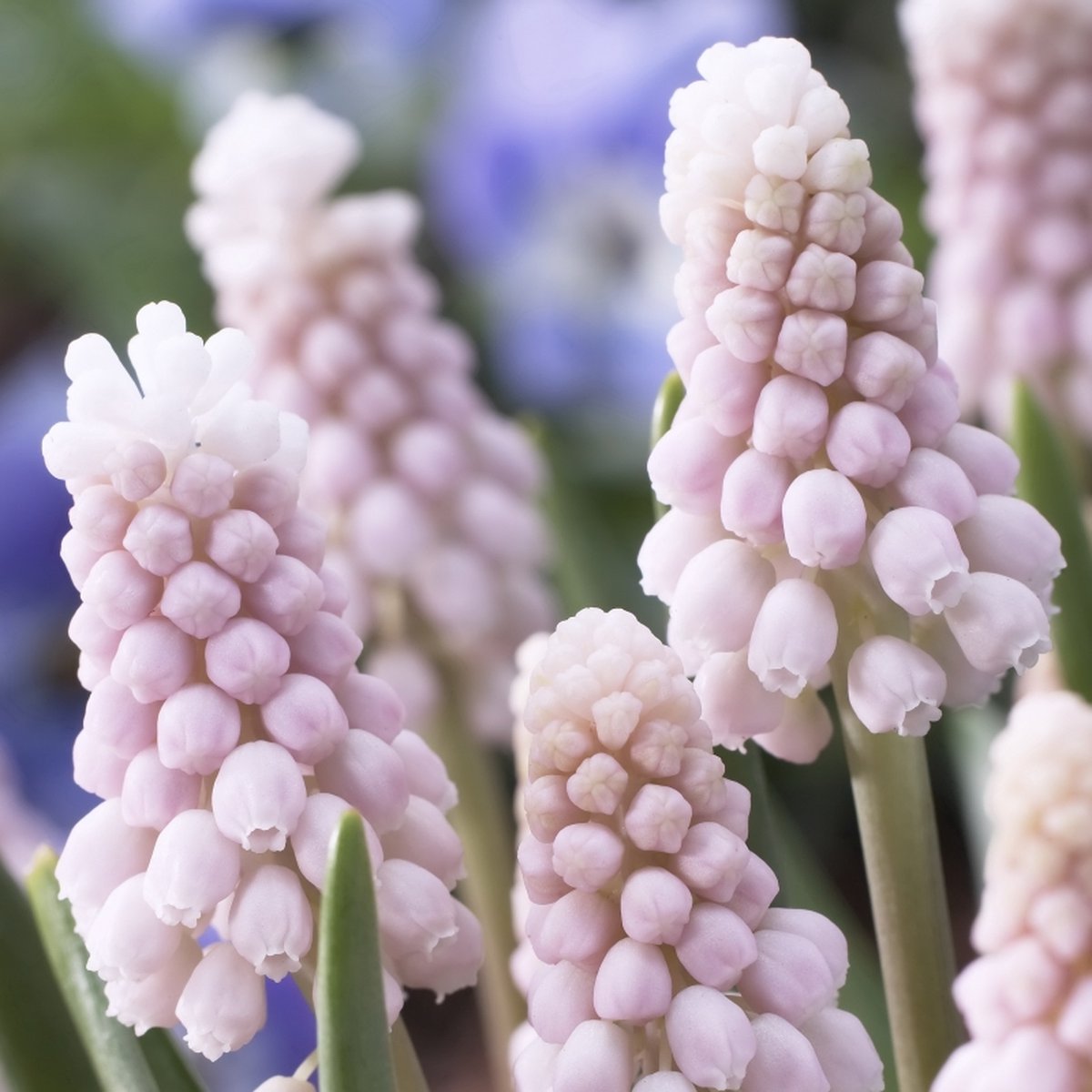 Blauw druifje Pink Sunrise® | 25 stuks | Roze | Muscari bollen