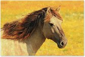 Graphic Message Schilderij op Canvas - Paard - Konik - Print