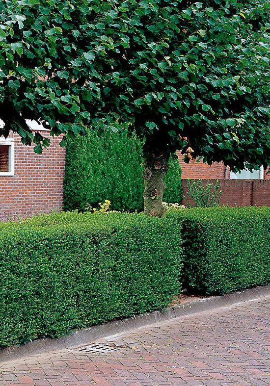 Haagliguster 100-125 cm Blote wortels - Ligustrum ovalifolium Haagplant ...