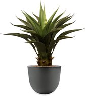 HTT - Kunstplant Agave vetplant in Eggy antraciet H65 cm