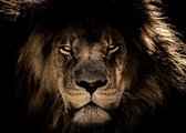 Poster Afrikaanse Leeuw - Large 50x70 - Kleur - Dieren - Afrika - Jungle