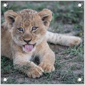 Tuinposter –Leeuwen Welp – 50x50cmFoto op Tuinposter (Wanddecoratie voor buiten en binnen)