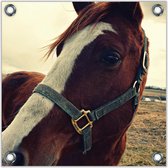 Tuinposter –Paarden Hoofd– 50x50cmFoto op Tuinposter (Wanddecoratie voor buiten en binnen)