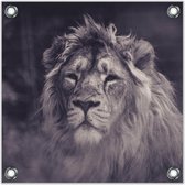 Tuinposter – Leeuw – 50x50cmFoto op Tuinposter (Wanddecoratie voor buiten en binnen)