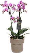Orchidee van Botanicly – Vlinder orchidee in taupe keramiek pot als set – Hoogte: 45 cm, 2 takken, Roze-witte bloemen – Phalaenopsis Pixie