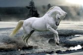 Paard poster - rivier - sneeuw - 61 x 91.5 cm