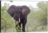 Dibond – Zuid-Afrikaanse Olifant in het Bos– 90x60 Foto op Aluminium (Wanddecoratie van metaal)