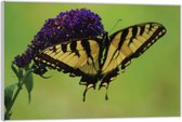Acrylglas – Gele Vlinder op een Paarse Bloem– 90x60 (Wanddecoratie op Acrylglas)