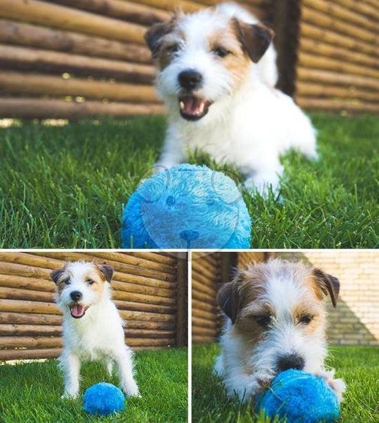Fluf Magic Roller Ball - Honden speelgoed - Automatisch Rollende Bal