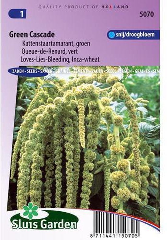 Amaranthus Caudatus zaden Green Cascade