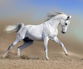 DP® Diamond Painting pakket volwassenen - Afbeelding: Wit Paard in Stofwolk - 50 x 75 cm volledige bedekking, vierkante steentjes - 100% Nederlandse productie! - Cat.: Dieren - Paarden