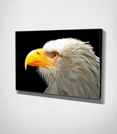 Eagle Canvas | 30x40 cm