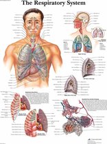 Het menselijk lichaam poster - Ademhaling (gelamineerd, 50x67 cm) + ophangsysteem