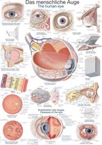 Het menselijk lichaam - anatomie poster oog (Duits/Engels/Latijn, kunststof-folie, 70x100 cm)