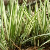6 x Phalaris Arundinacea 'Feesey' - Kanariegras - pot 9 x 9 cm - Groene Bloei en Elegant Blad