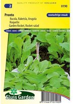 Sluis Garden - Rucola Pronto (Eruca sativa)