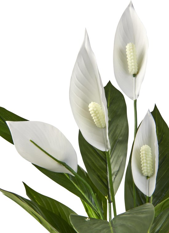 Close-up van witte vredesleliebloemen met gele stampers en glanzende groene bladeren.