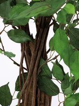 Europalms Ficus boom Multi-Stam, 210 cm - Kunstplant