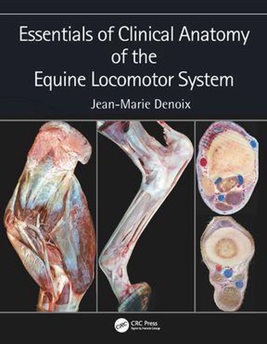 Foto: Essentials of clinical anatomy of the equine locomotor system