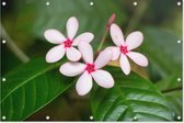 Tropische Roze Bloem | Natuur | Tuindoek | Tuindecoratie | 120CM x 80CM | Tuinposter