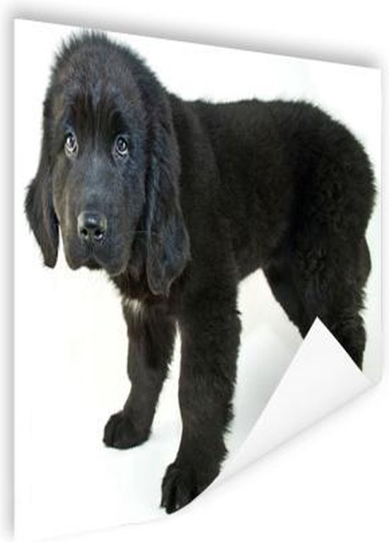 ontbijt zeker extase bol.com | Poster - Schattige zwarte puppy - 90x60 cm