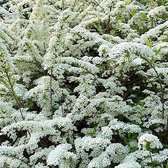 Spiraea vanhouttei - Spierstruik - 40-60 cm in pot: Elegante witte bloesem op gebogen takken, ideaal voor hagen.