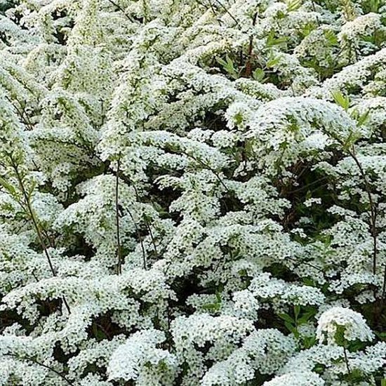 Spiraea Vanhouttei - Spirée de Vanhoutte 40-60 cm pot