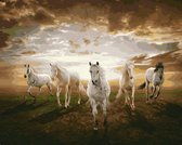 Artstudioclub™  schilderen op nummer volwassenen 40*50cm  vijf paarden