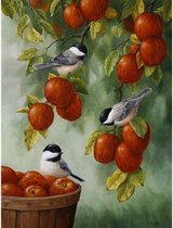Schilderen Op Nummer - Vogels eten Fruit - Verven Op Nummer - 40x50cm - DIY Pakket - Hobbypakket - Paint By Numbers Nederland - Kinderen - Volwassenen - Nummer Schilderen - Nummer