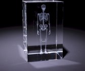 Anatomie model menselijk skelet - 3D glazen blok - verpleegkundige cadeau/ dokter cadeau/ geneeskunde cadeau