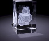 Anatomie model menselijk hart - 3D glazen blok - verpleegkundige cadeau/ dokter cadeau/ geneeskunde cadeau