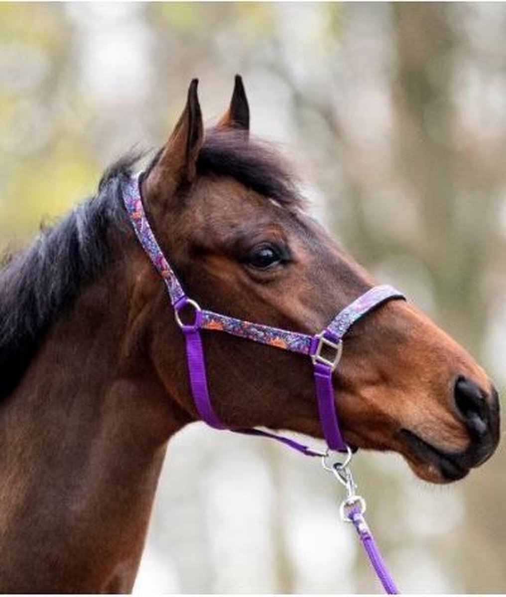 HB Halster Fantasie (blauw/fuchsia/paars)