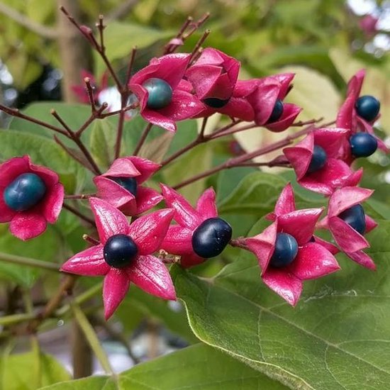 Clerodendrum Trichotomum - Arbre du clergé 40-50 cm pot