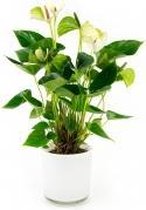 Bloeiende Kamerplant -  2 stuks - Anthurium wit - in Designpot Wit - ↑ 40cm